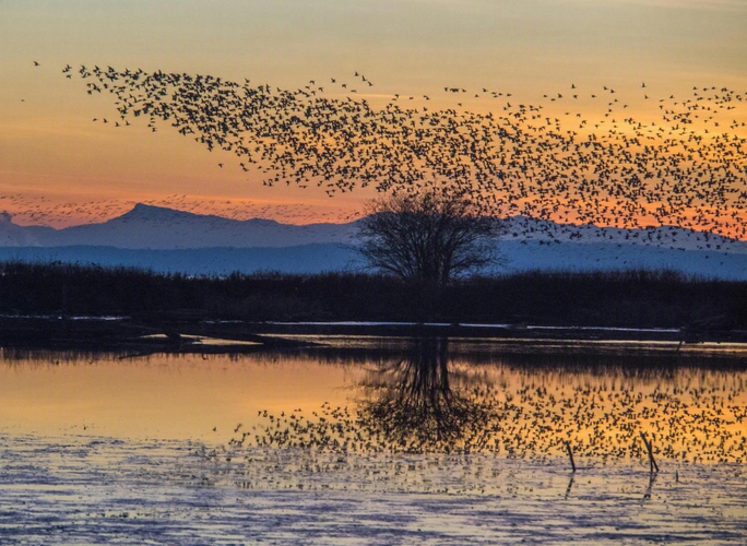 Murmuration illustrating pattern recognition, collective intelligence and signal detection in complex environments.