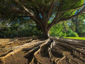 Exposed tree roots representing the hidden foundations that support executive trust.